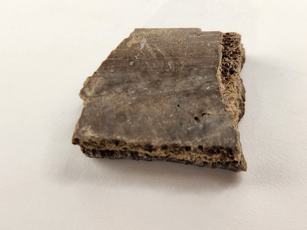 Turtle Shell Fossil - Judith River Fm. - Hill Co., MT