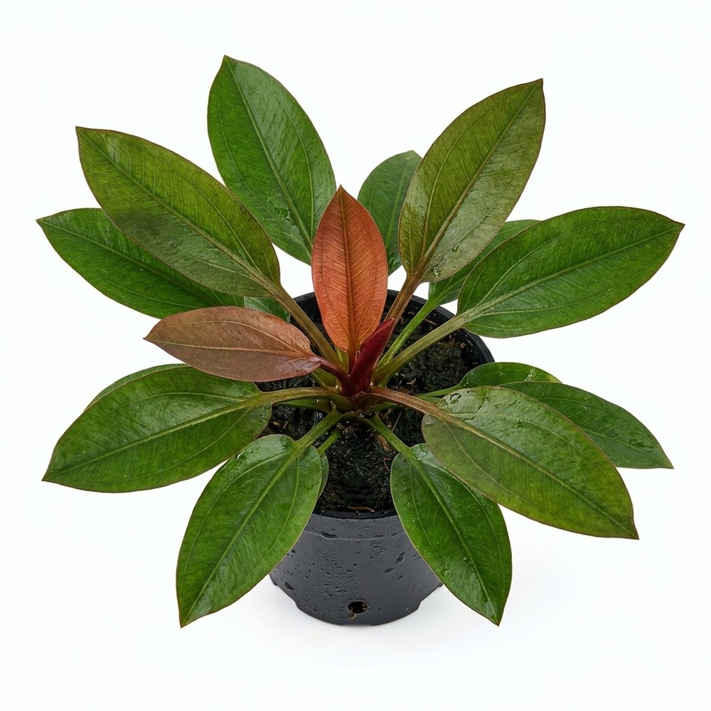 Amazon Sword Echinodorus (Red Pearl) In 2" Pot
