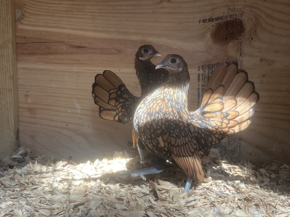 Assorted Bantam Hatching Eggs—Exhibition Line