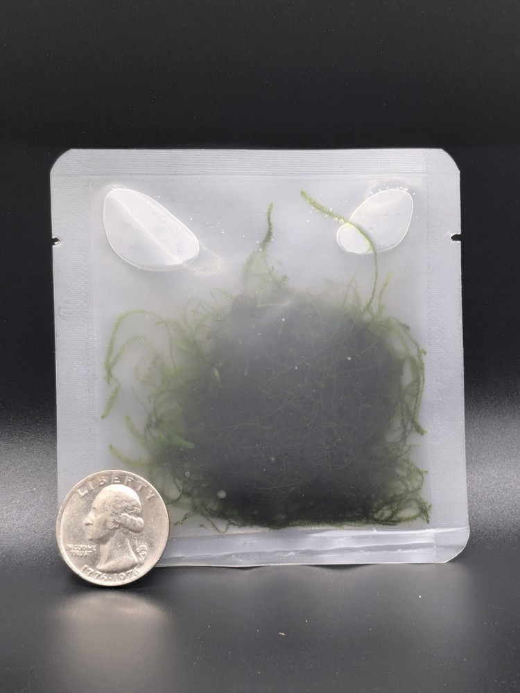 Tx Grown Java Moss 2x2 Easy Beginner Aquarium Plant Low Light Requirements