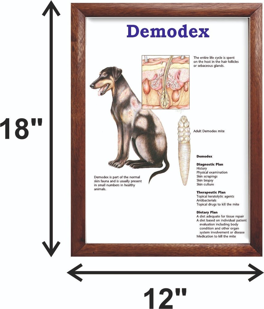 Demodex Chart 12x18 inches