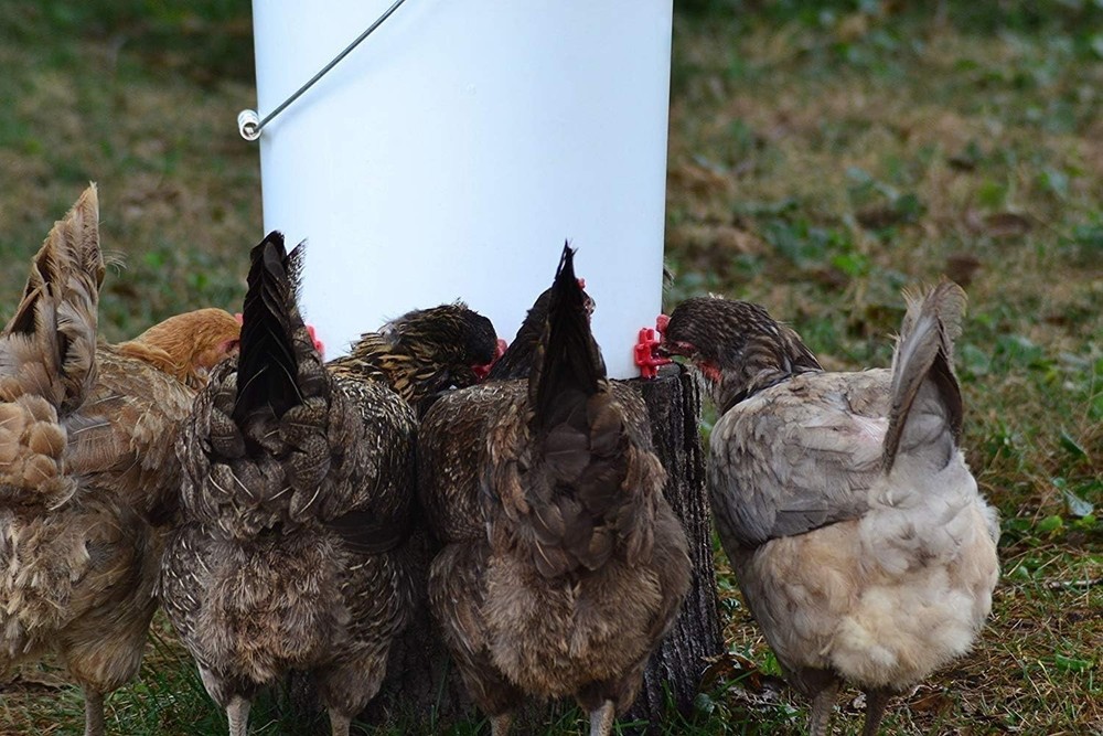 Efficient Poultry Watering System - 20 Horizontal Nipples with Dribble Dishes