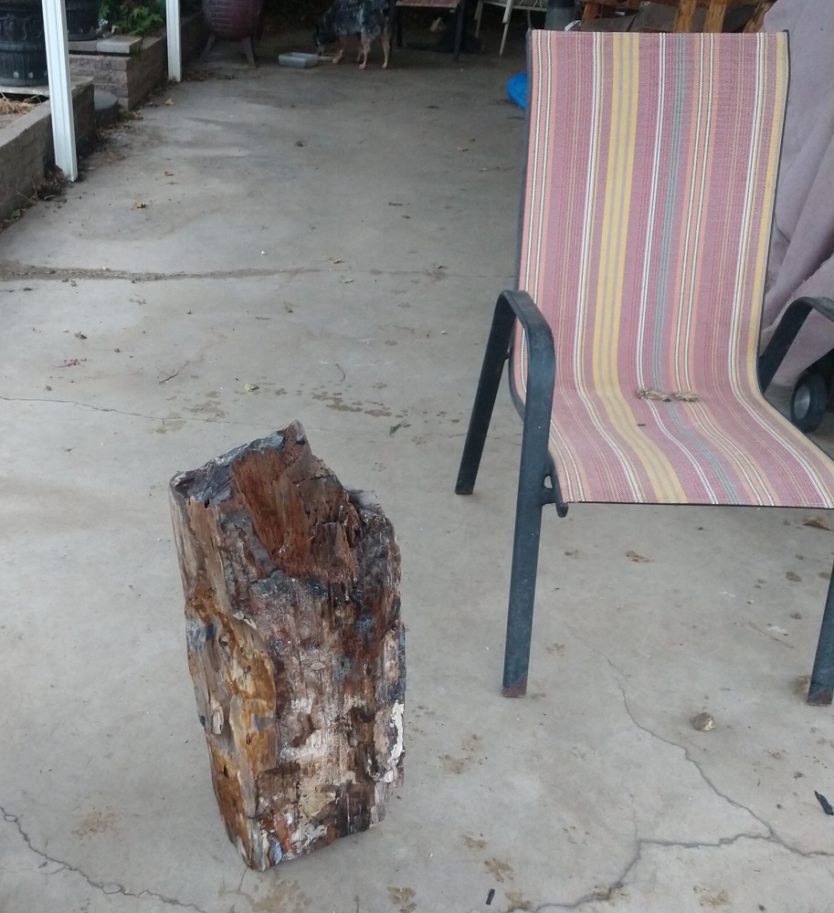Beautiful 90lb. petrified/opalized/mineralized/agateized wood log