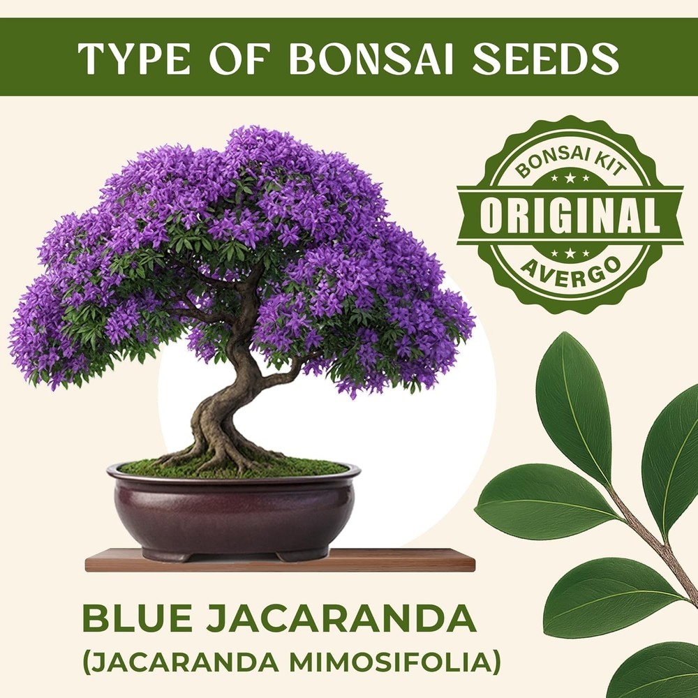 Bonsai Starter Kit – Growing Jacaranda Bonzai Tree | Complete Indoor Tree Kit...