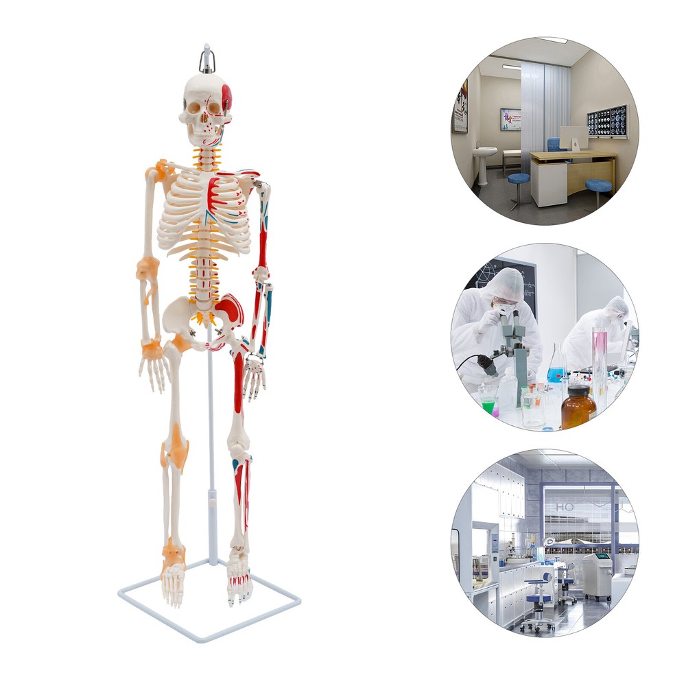 NEW 34" Modern Hanging Style Human Skeleton Model Includes Joint Ligaments White