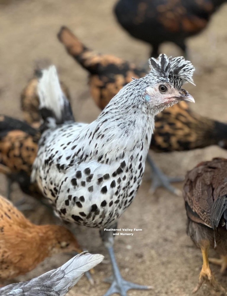 12 Sliver Appenzeller Spitz - Hatching Eggs - NPIP -PreOrder