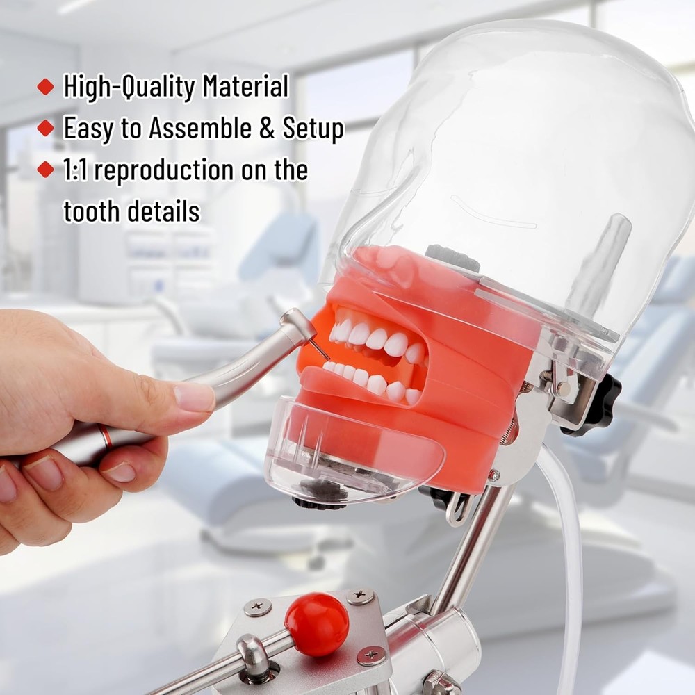 Dental Simulator Mannequin Head Mold Desk 32Pcs Teeth Model Teaching Practicing