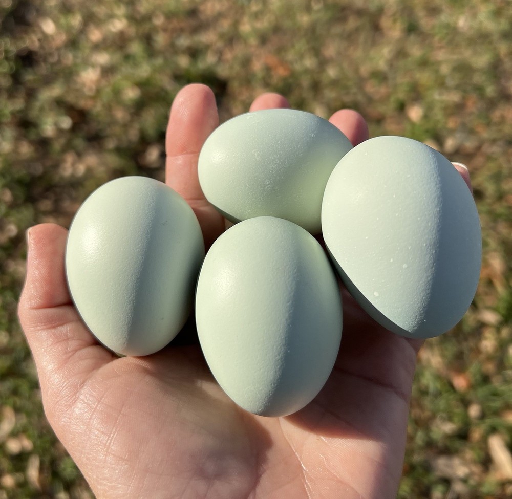 Olive Egger Hatching Eggs 1 dozen (12 + extra)