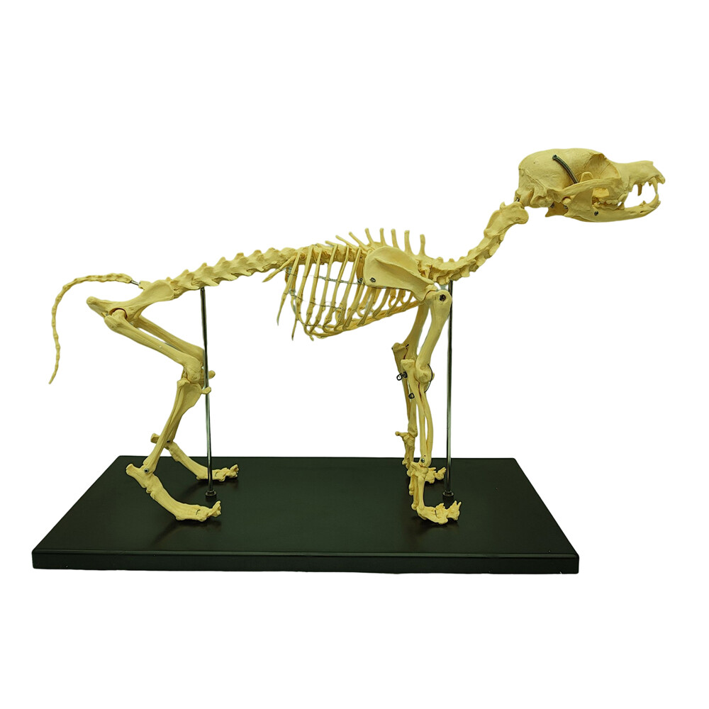 Model Canine Skeleton Standard Size Dog Display Lab Study Veterinary Animal