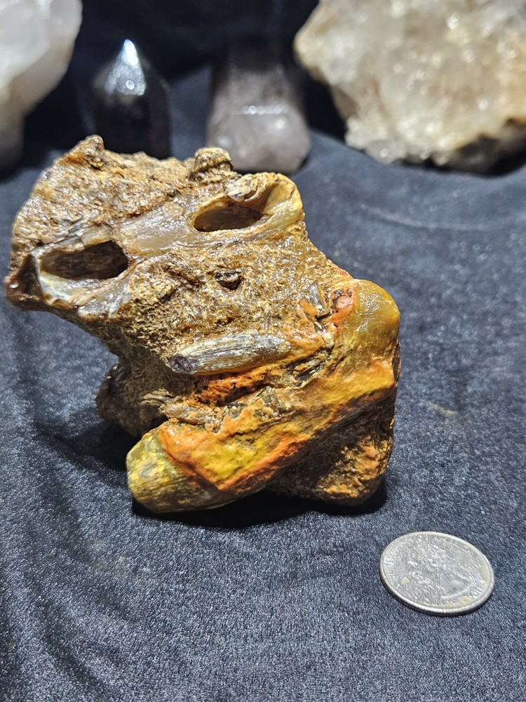 Petrified Limb Specimen Natural Form (10.6oz)