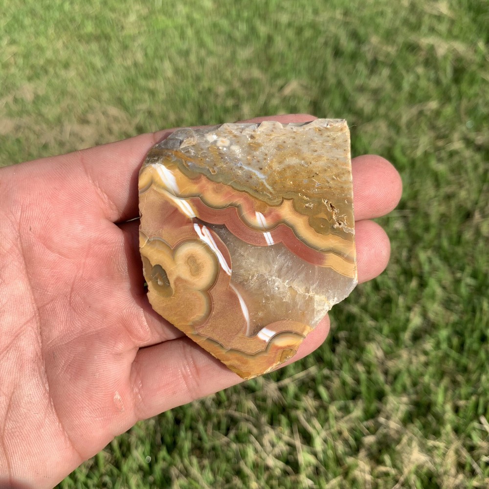 Polished Agatized Banded Palm Root from Indonesia,  Slab, Slice