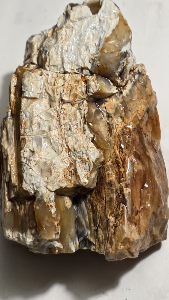 Petrified Wood Agatized