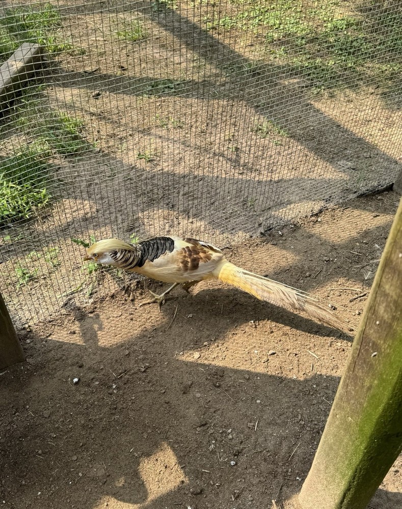 10 Pure Yellow Golden Pheasant Hatching Eggs