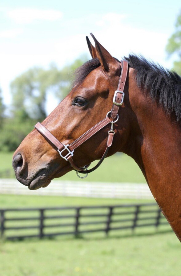 Arc De Triomphe Premium Leather Halter Full