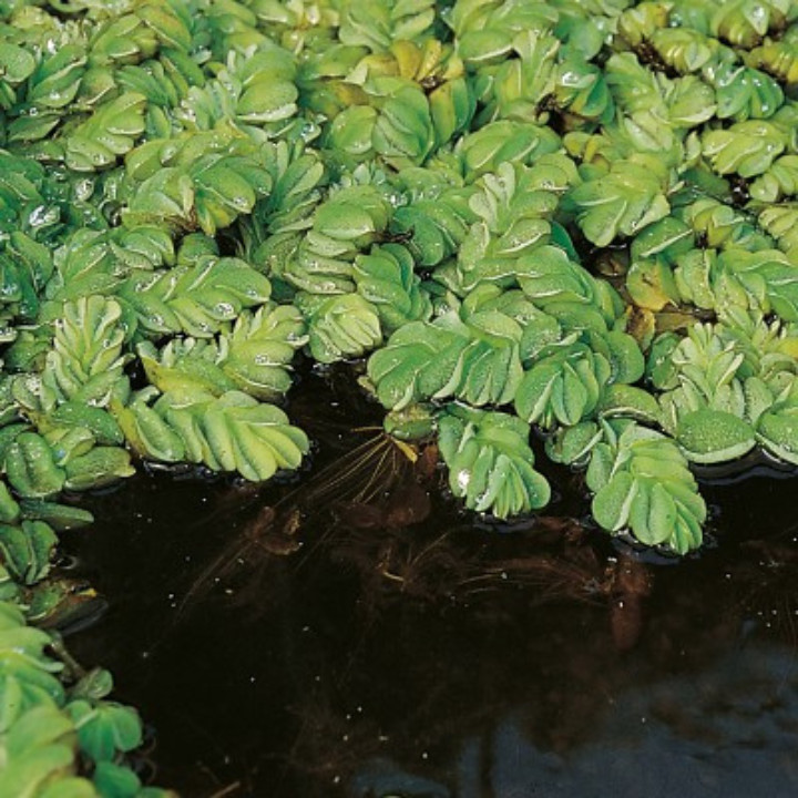 Floating Plant Combo Pack