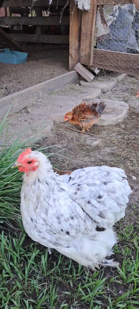1 Dozen Bantam Cochin Hatching Eggs