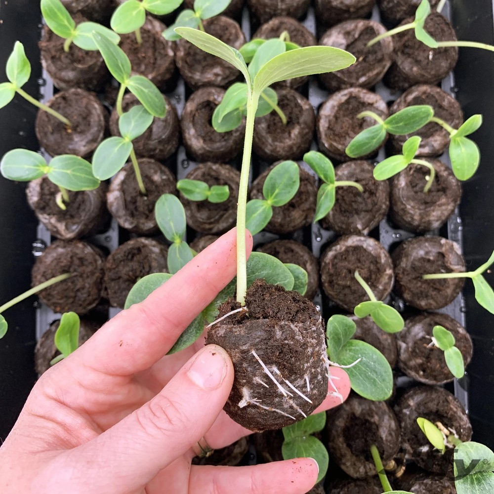 Greenhouse Seed Starter Kit with Peat Pellets