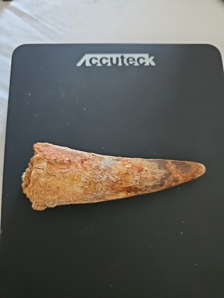 Authentic 4 1/2” Spinosaurus Tooth Fossil