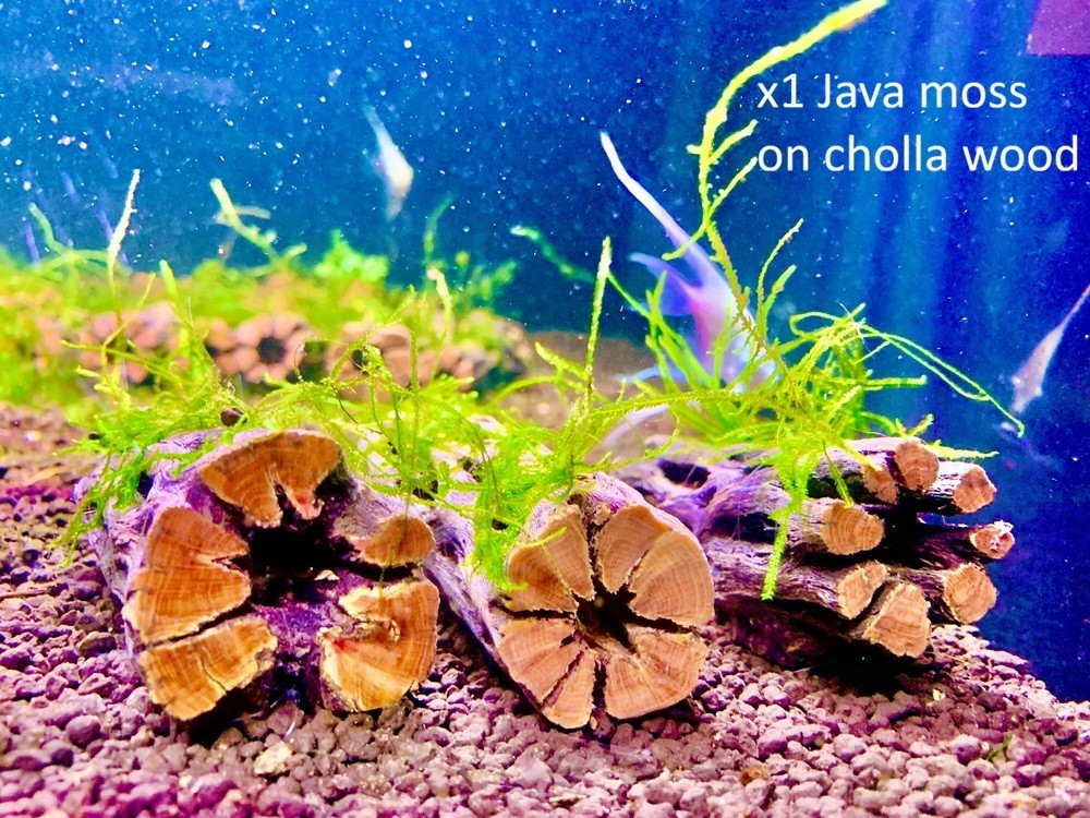 Nano Java moss on 3 inch Cholla Wood Shrimp Hideout Betta Aquarium
