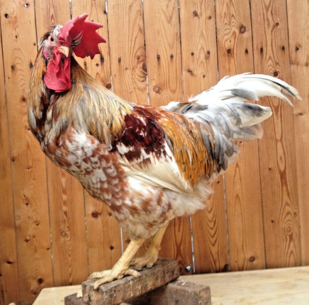 SWEDISH FLOWERS 100% PURE TYPE ( 6 ) HATCHING EGGS