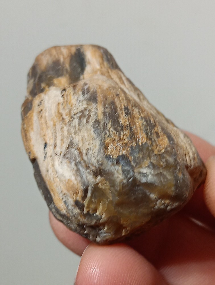 Petrified Wood