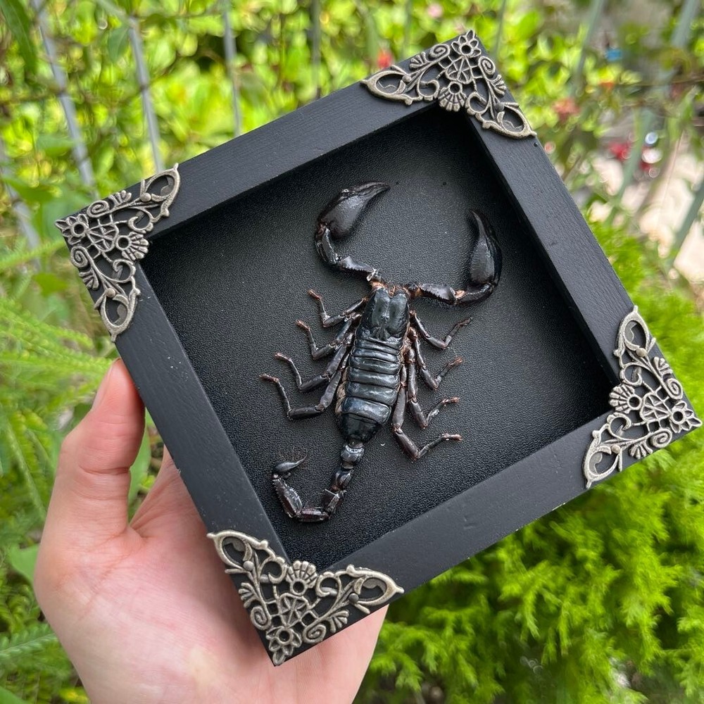Black Scorpion Framed Gothic Decor For Coffin Shelf Rustic Home Décor