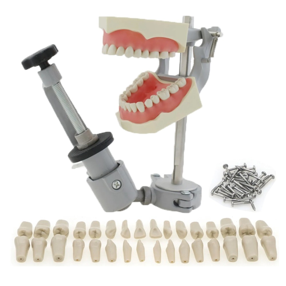 Dental Typodont Model 32pcs Teeth Removable Mounting Pole Columbia Dentoform #36