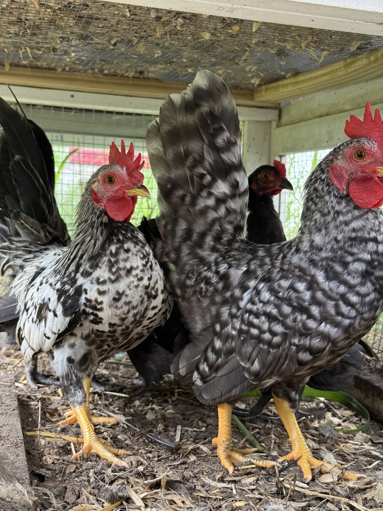 6++ Serama Chicken Hatching Eggs