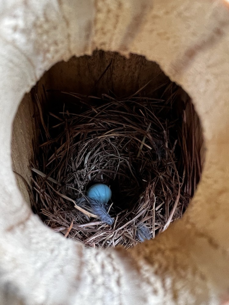 Blue Bird Box Made From Yellow Pine