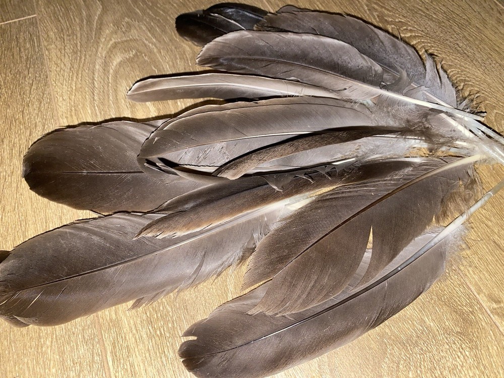 Medium/Large Canada Goose feather / Natural Real Feathet