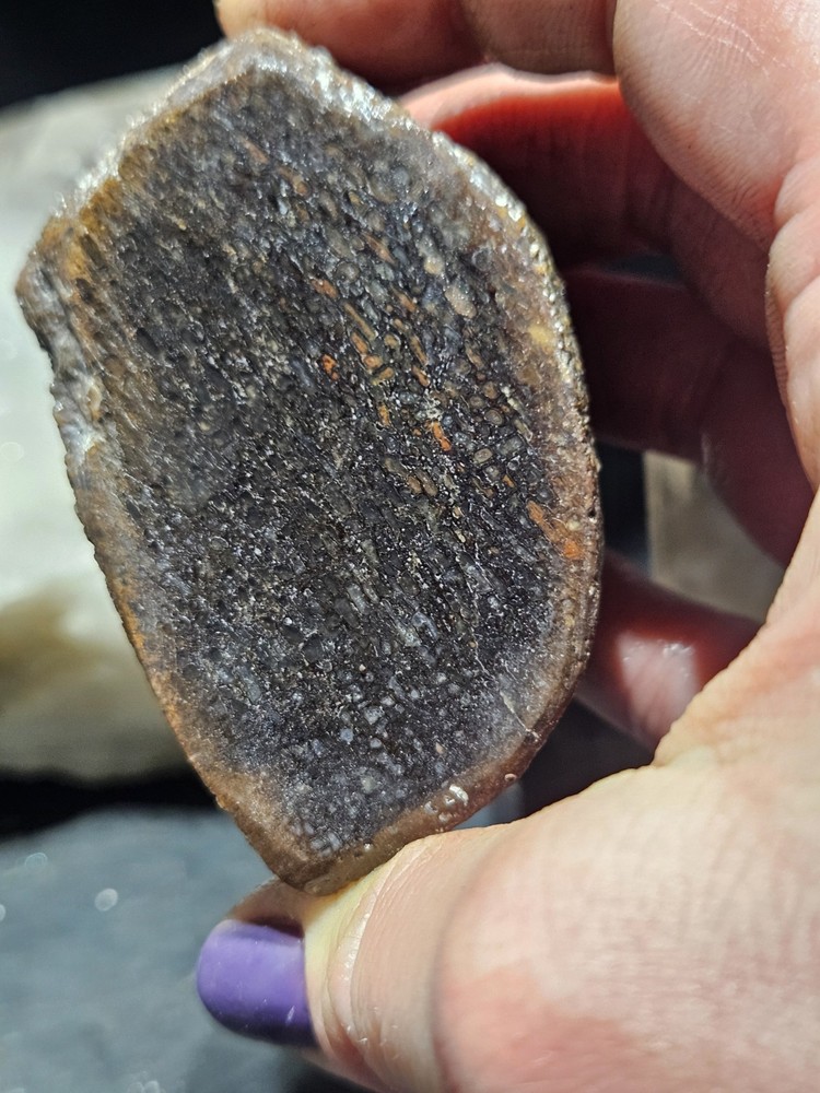 Gem Bone Multicolored Polished Specimen (8.2oz)
