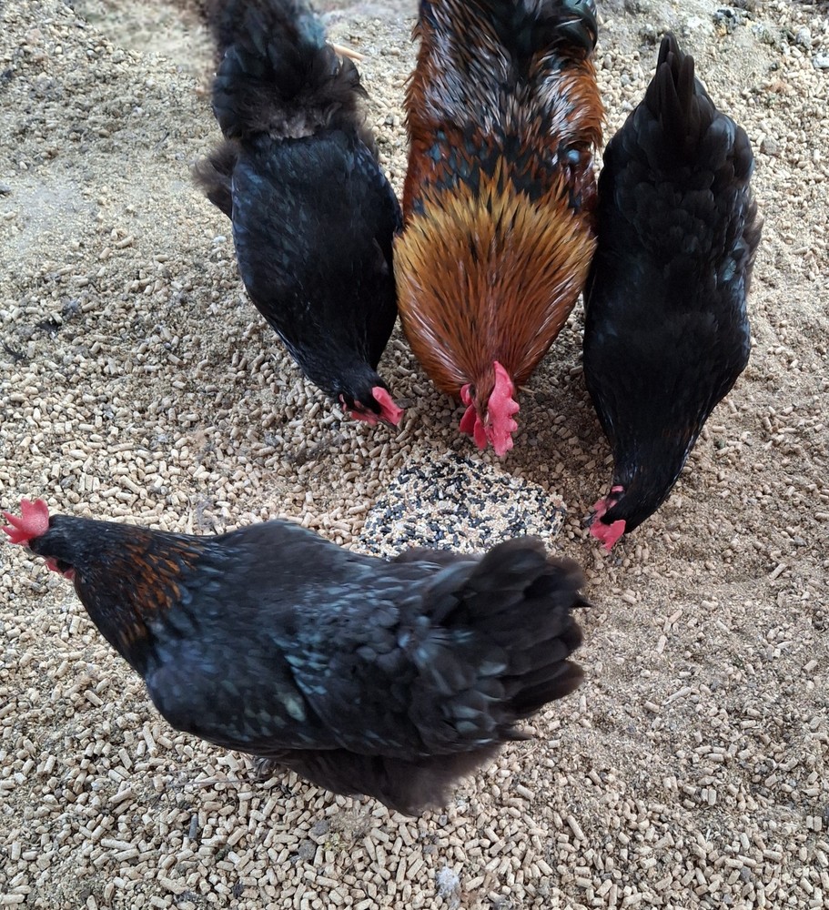 10+2 Black Copper Maran Hatching Eggs