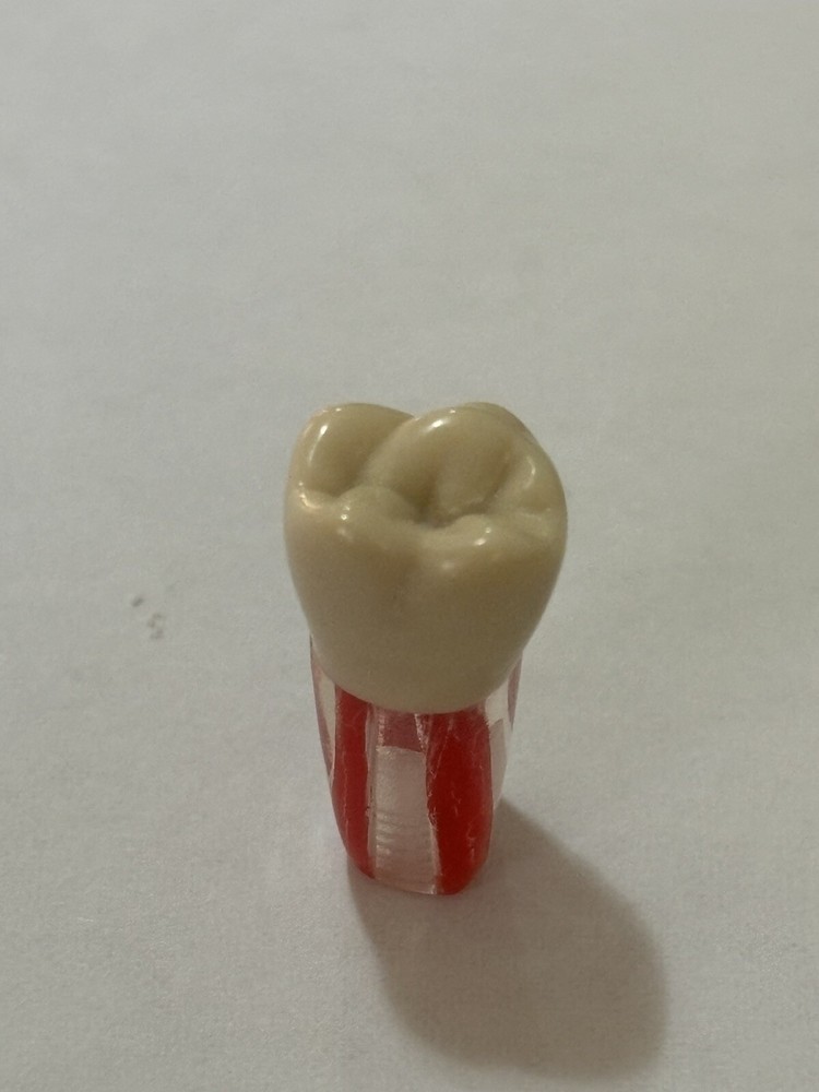 Endo Tooth #46 For ADC MODEL (10 Pack)