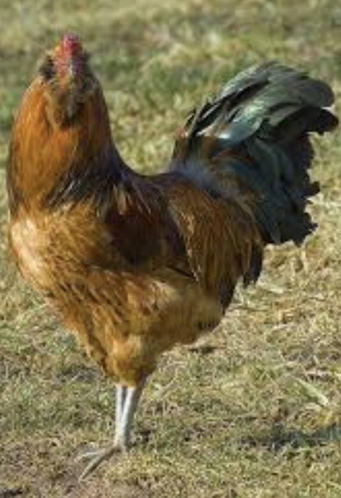 Free Shipping 12 Ameraucana Easter Eggers Multi Colored Hatching Eggs NPIP