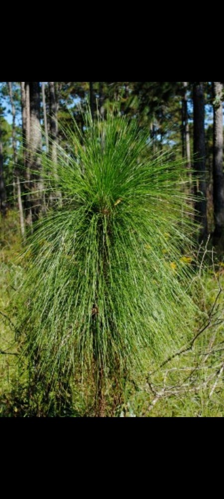 50 Containerized Longleaf Pine Seedlings (NOT BARE ROOT)
