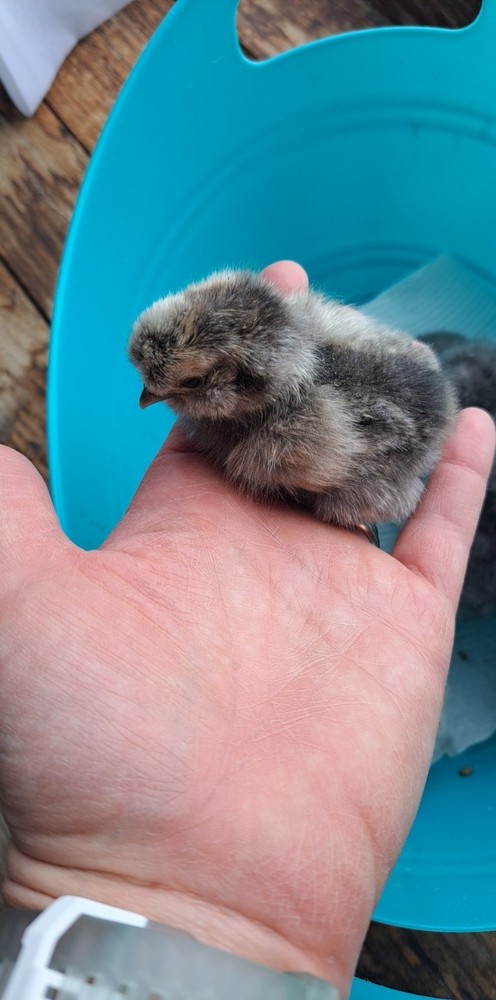12+2 Silkie Hatching Eggs Npip