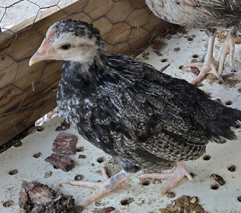 12+ Serama Hatching Eggs 🐣 Serama x Bantam Mix Tiny Pet Chickens