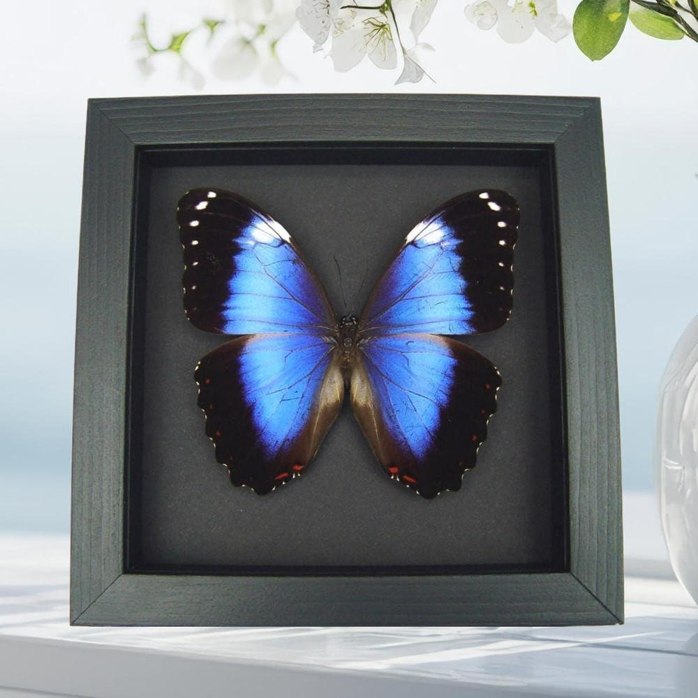 Real Violet Butterfly Morpho helenor violaceus Framed Moonlight Display