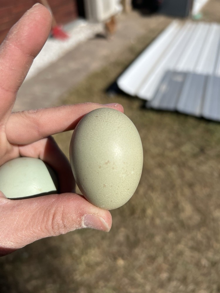 Olive Egger Hatching Eggs 1 dozen (12 + extra)