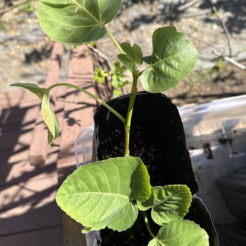 One LSU Tiger Fig Tree YOUNG