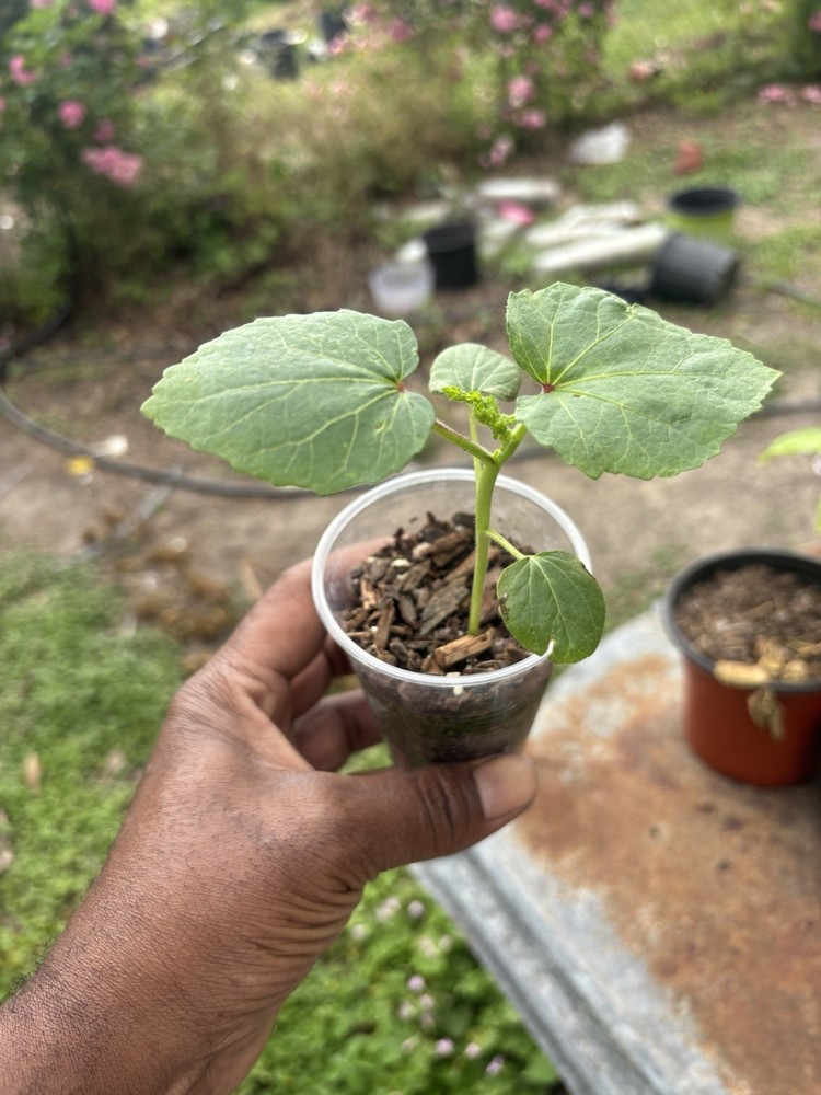 6 Live OKRA Clemson spineless Plants