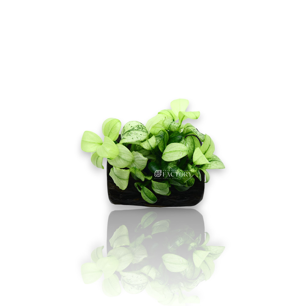 Anubias Petite White on Driftwood