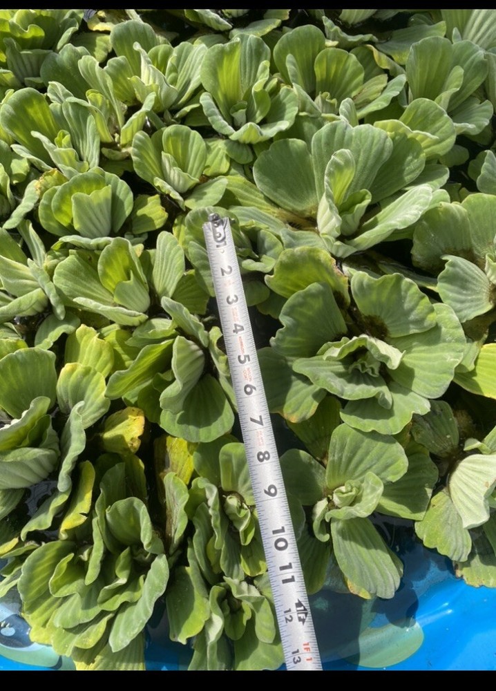 (5) Water Lettuce Large Size Koi Pond Floating Plants Rid Algae Shade