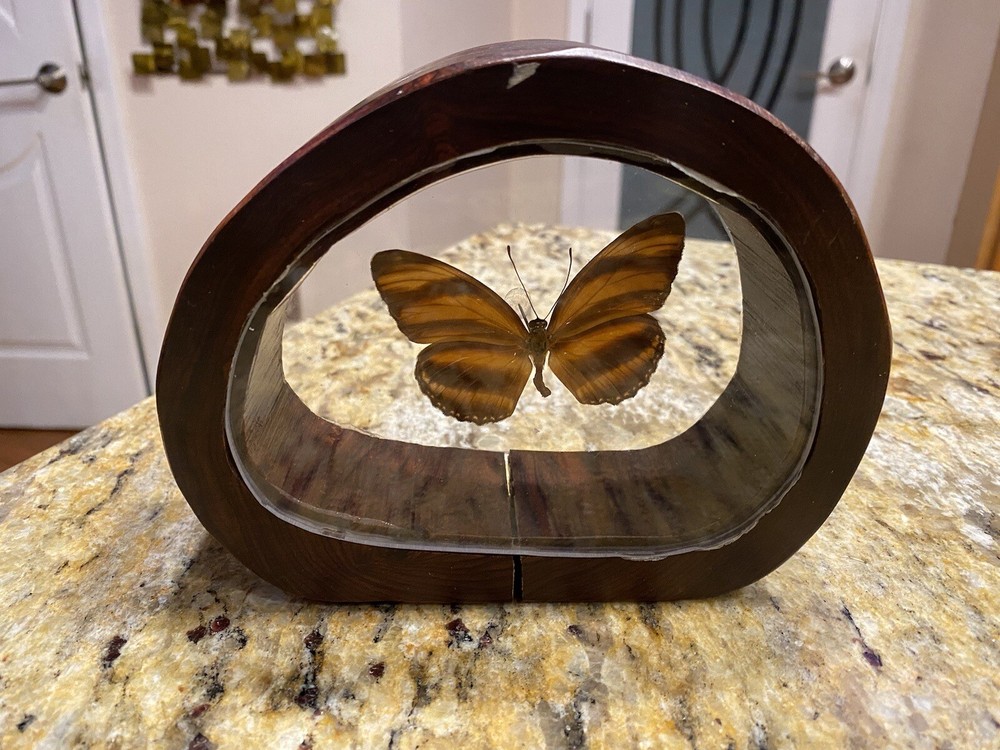 Interesting Butterfly Stand Up Framed Shadow Box Display South America Bosque