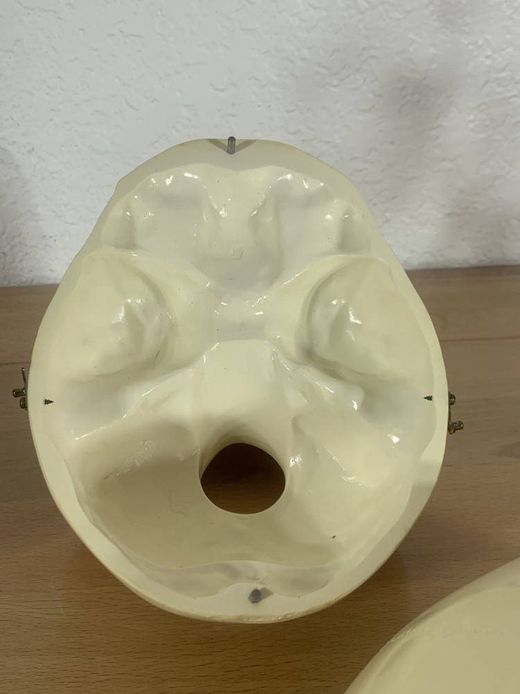 Anatomically Correct Life Size Skull Removable Cranium & Brain Teaching Aid
