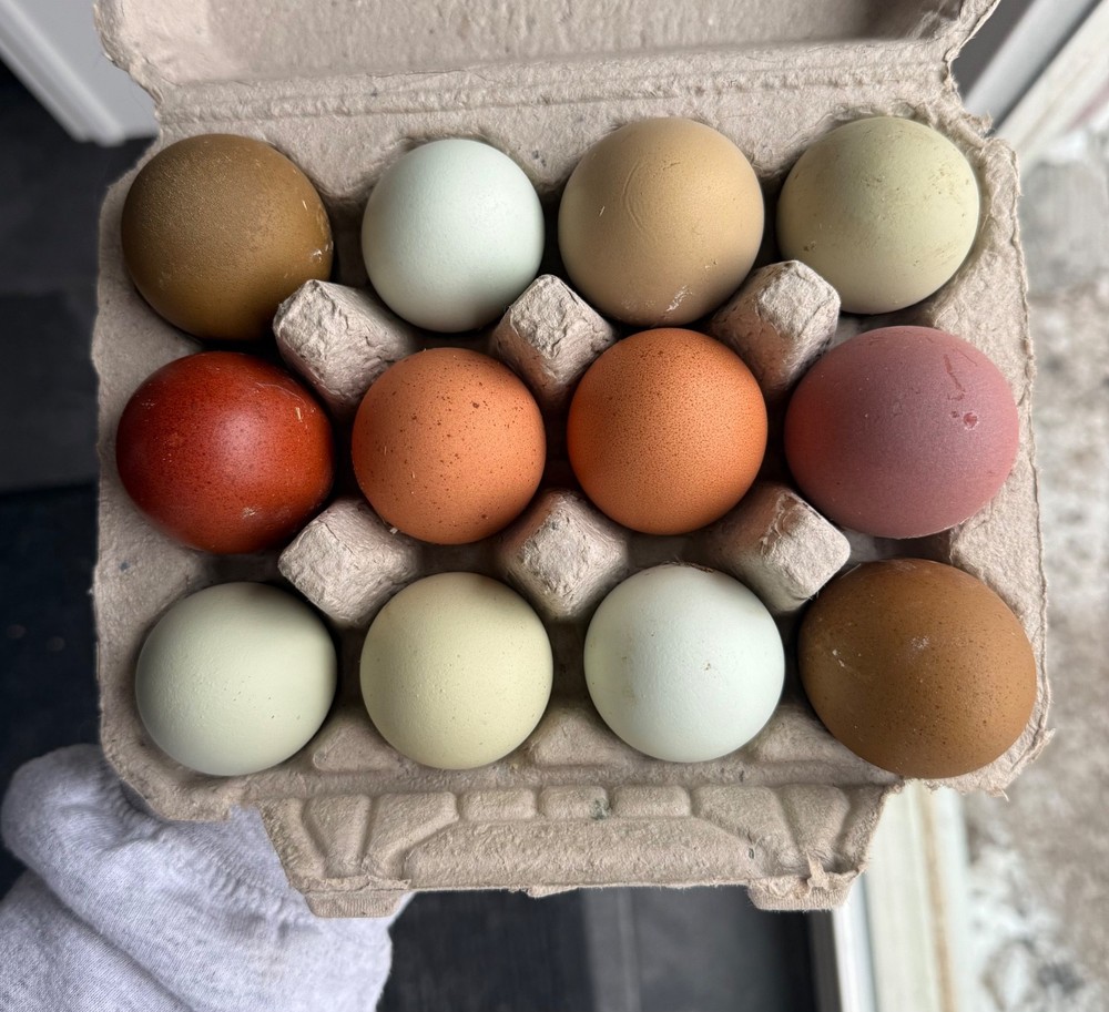 12 BBS Copper Marans And Multi Gen Olive Egger Hatching Eggs