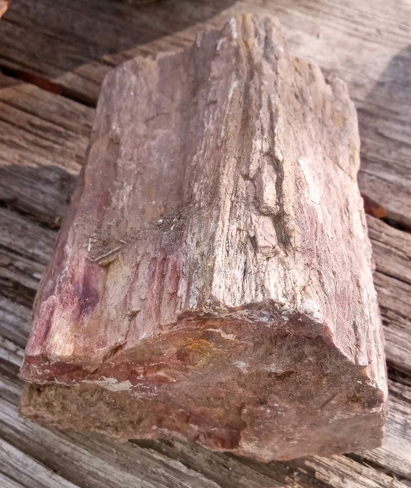 Rainbow Petrified Wood Rough AZ 2 lbs