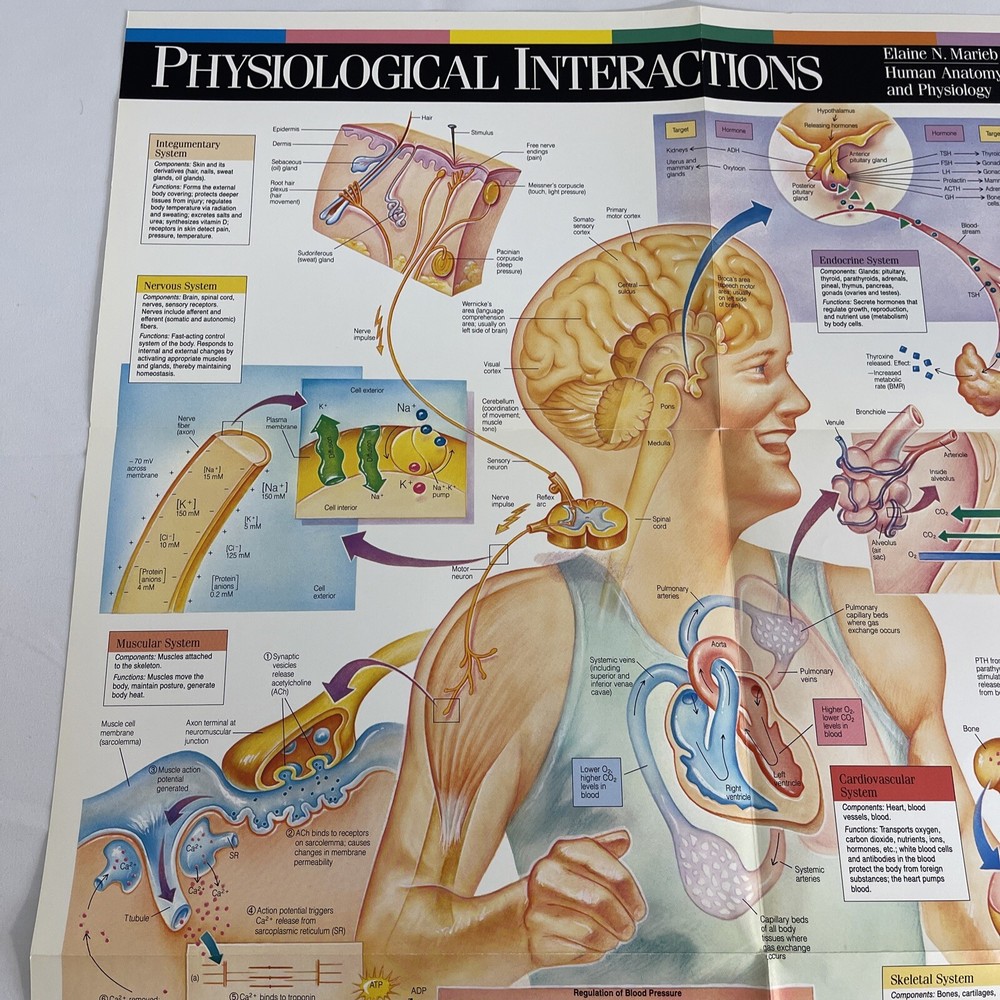 WALL CHART Physiological Interactions 21x32 8 Fold-out Panels 1989 poster