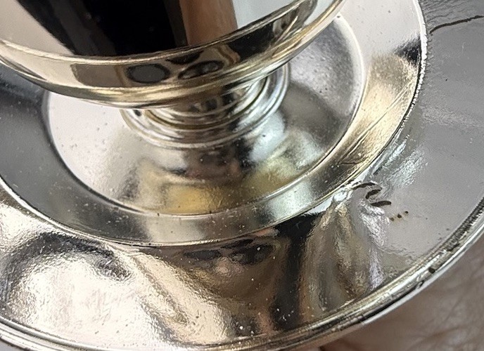 Wm. A Rogers Silverplate 5-Light Tarnish Resistant Candelabra 13"