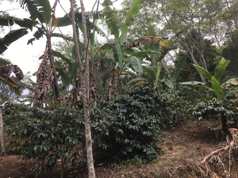 Sumatra